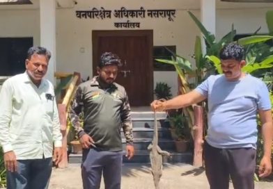 पुणे-सातारा महामार्गावर क्रूरतेचा कळस ! पाय बांधलेल्या रक्तबंबाळ घोरपडीला सर्पमित्रांनी दिले जीवदान
