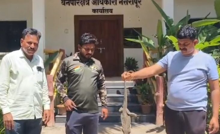 पुणे-सातारा महामार्गावर क्रूरतेचा कळस ! पाय बांधलेल्या रक्तबंबाळ घोरपडीला सर्पमित्रांनी दिले जीवदान